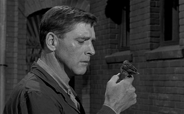 Burt Lancaster as convicted killer Bob Stroud in Birdman of Alcatraz (1962)