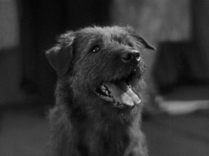 King Tut, Harold Lloyd's talented canine co-star in Speedy (1928)
