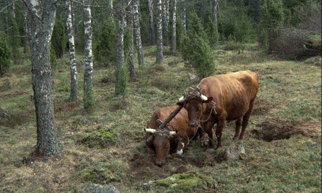 The ground is so inhospitable that even the oxen are exhausted in Jan Troell's The Emigrants (1971)
