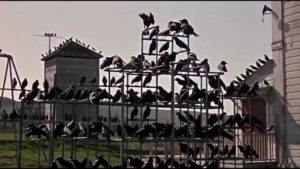 Crows gathering the school playground in Alfred Hitchcock's The Birds (1963)