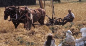 Villagers bring in the 1911 harvest in Peter Hall's film of Ronald Blythe's Akenfield (1974)