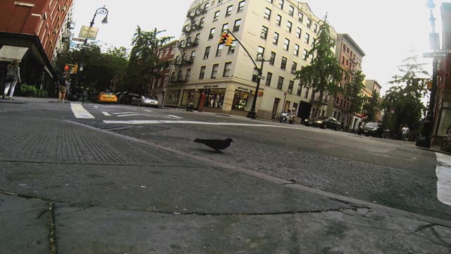 A dog's eye view of the New York streets in Laurie Anderson's Heart of a Dog (2015)
