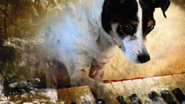 Lolabelle plays the piano in Laurie Anderson's Heart of a Dog (2015)