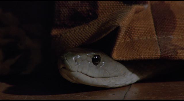 The deadly black mamba looks amused in Piers Haggard's Venom (1981)