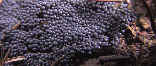 One of many varieties of plasmodial slime mould from Jasper Sharp & Tim Grabham's The Creeping Garden (2014)