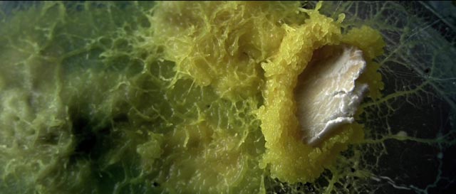 Another slime mould from Jasper Sharp & Tim Grabham's The Creeping Garden (2014), enveloping an oat