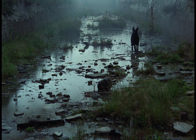 The dog is the only sign of life encountered in the Zone in Andrei Tarkovsky's Stalker (1979)