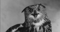 The accusatory gaze of the owl in Georges Franju's Plein feux per l'assassin (1961)