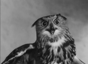 The accusatory gaze of the owl in Georges Franju's Plein feux per l'assassin (1961)