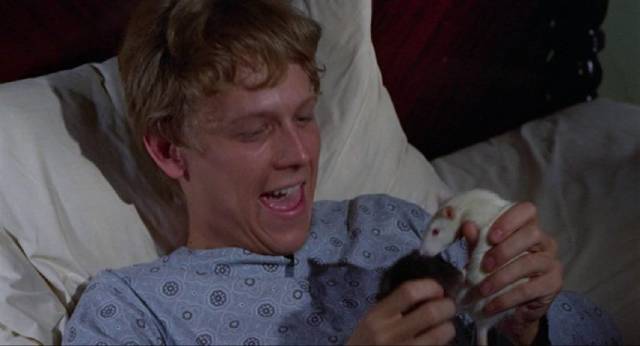 Lonely Willard (Bruce Davison) finds a friend in Socrates the rat in Daniel Mann's Willard (1971)