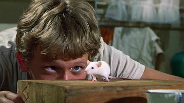 They might be killers, but the rats are cute in Daniel Mann's Willard (1971)
