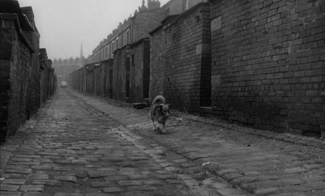 Animals prowl a landscape of brick and stone in Bryan Forbes' The Whisperers (1967)