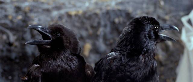 Ravens cast in the opera become witnesses to murder in Dario Argento's Opera (1987)