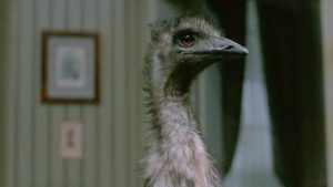 <i>Three Films by Luis Buñuel</i>: Criterion Blu-ray review
