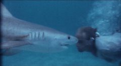 Cast and crew swim with the sharks in William Grefé’s Mako: Jaws of Death (1976)