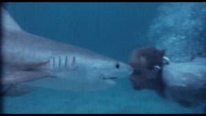 Recent Arrow viewing, Part One: William Grefé