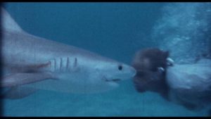 Cast and crew swim with the sharks in William Grefé’s Mako: Jaws of Death (1976)