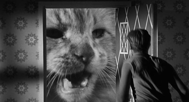 The family pet strikes in Jack Arnold's The Incredible Shrinking Man (1957)