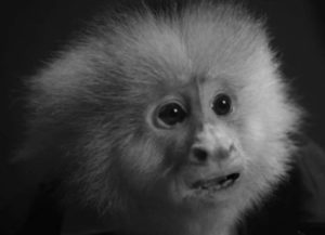 The suspect is Jack Cruz, a Capuchin monkey in David Lynch's What Did Jack Do? (2017)