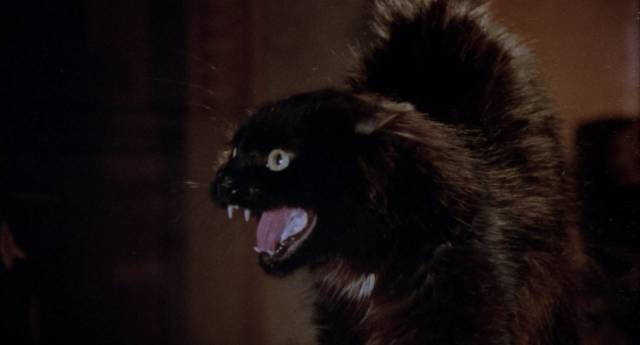 Becquer the cat dislikes the new residents of his home in Carlos Enrique Taboada's Darker Than the Night (1975)