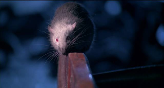 Well-groomed rodents aren't very threatening in Bruno Mattei's Rats: Night of Terror (1984)