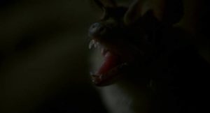 A rabid bat bites the family dog in Lewis Teague's Cujo (1983)