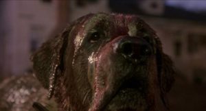 a friendly dog turned monster in Lewis Teague's Cujo (1983)