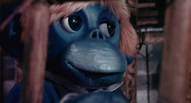 A cultured ape (Zain Rahnat) teaches life lessons in Donn Greer's The Rare Bluer Apes of Cannibal Isle (1975)